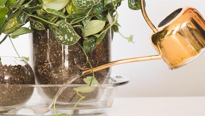 Mengenal Bottom Watering, Teknik Penyiraman Tanaman Hias yang Kaya Manfaat