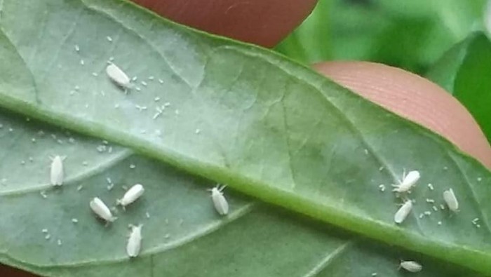 Pusing karena Tanaman Hias Sering Kena Kutu Putih? Ini Cara Jitu untuk Mengatasinya