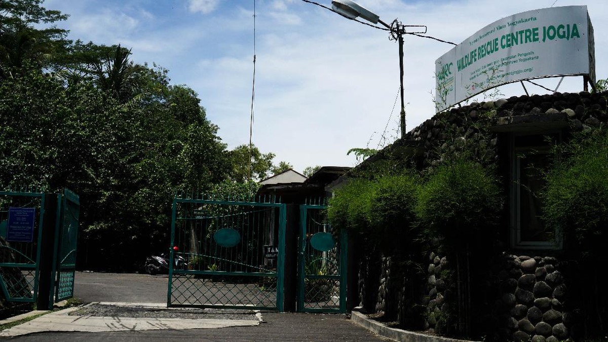 FOTO: Nasib Tempat Rehabilitasi Satwa Liar di Tengah Pandemi