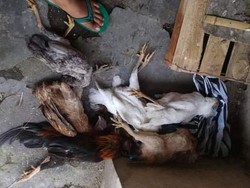 Ayam-ayam Mati Mendadak di Klaten Masih Terjadi, Diduga Ini Sebabnya