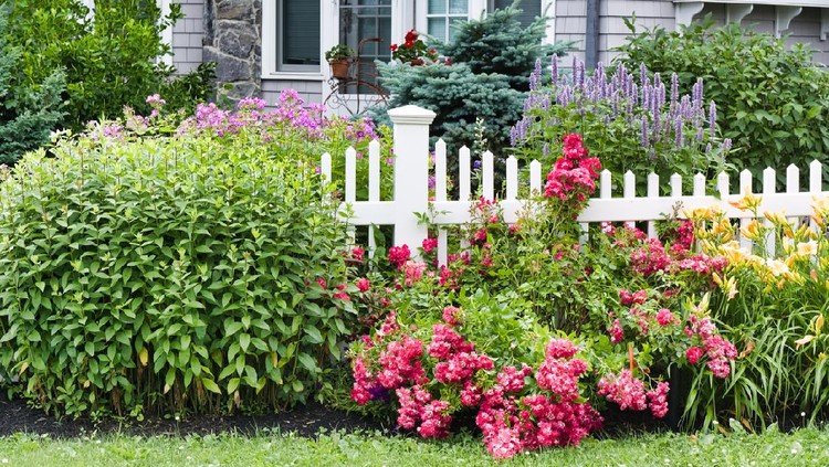 Ilustrasi Taman Berbunga Low angle view of flower garden and greenery in front of white picket fence with New England style house in the background.