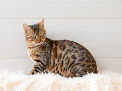 Pria Jepang Ini Dideportasi Setelah Makan Anak Kucing