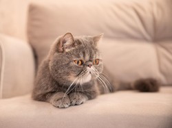 4 Cara agar Kucing Tak Lagi Mencakar Sofa hingga Karpet di Rumah
