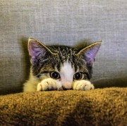 Obati Kucing Keracunan, Ini yang Harus Kamu Lakukan