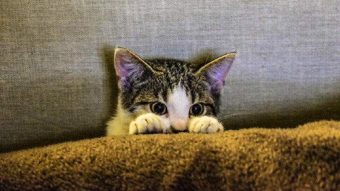 Obati Kucing Keracunan, Ini yang Harus Kamu Lakukan