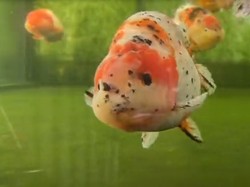 Sultan! Ikan Mas Koki Asal Vietnam Harganya  Rp 19 Juta Seekor