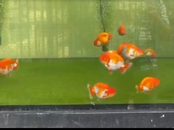 Kenapa Ikan Koki Berenang Terbalik?