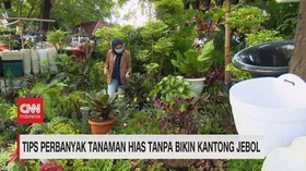 VIDEO: Tips Perbanyak Tanaman Hias Tanpa Bikin Kantong Jebol
