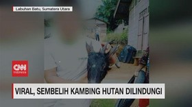 VIDEO: Viral, Sembelih Kambing Hutan Dilindungi