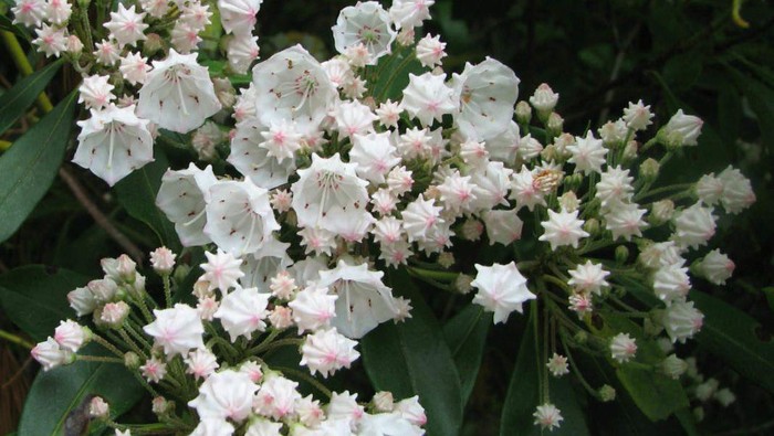 7 Tanaman Hias dengan Bunga Warna Putih untuk Mempercantik Rumah