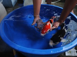 10 Jenis Ikan Koi dan Harganya Serta Cara Merawatnya