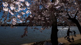 FOTO: Indahnya Bunga Sakura Mekar di Washington