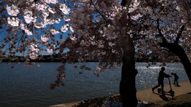 FOTO: Indahnya Bunga Sakura Mekar di Washington