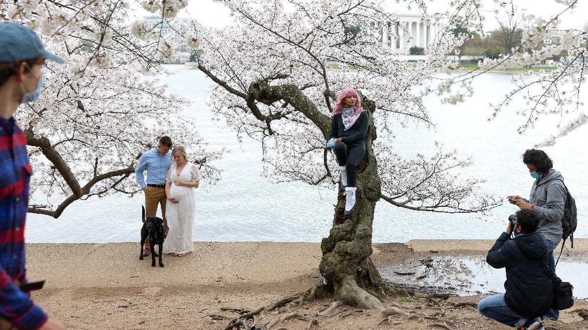 FOTO: Indahnya Bunga Sakura Mekar di Washington