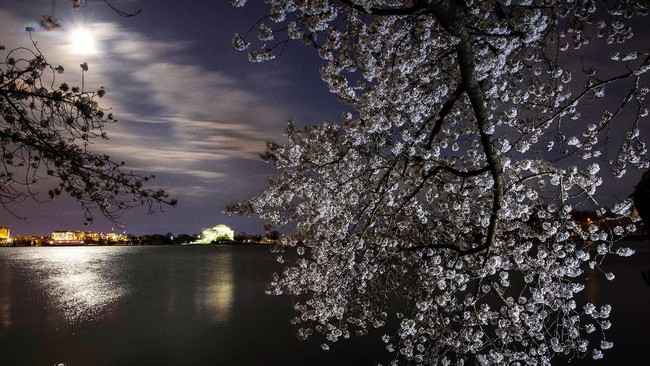 FOTO: Indahnya Bunga Sakura Mekar di Washington