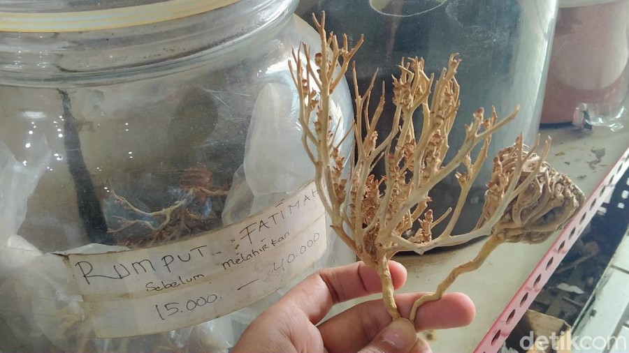Rumput Fatimah Rumput Fatimah dijual di kawasan Empang Bogor
