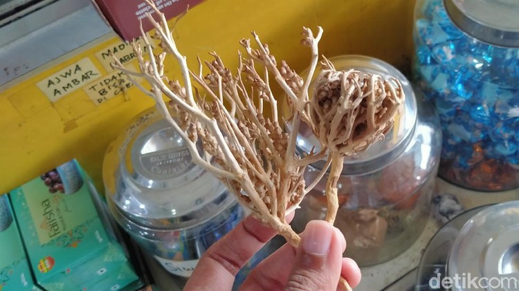 Rumput Fatimah Rumput fatimah banyak dipakai oleh ibu hamil, dipercaya melancarkan persalinan.