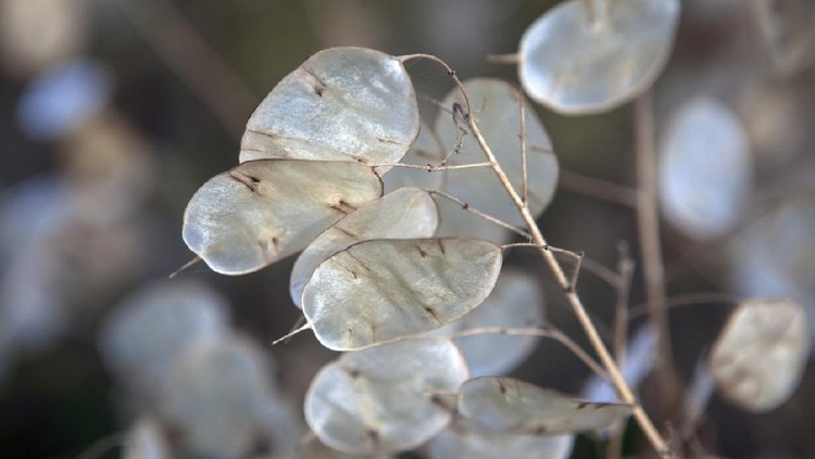 Lunaria annua