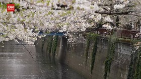 VIDEO: Duh Indahnya Bunga Sakura Bermekaran
