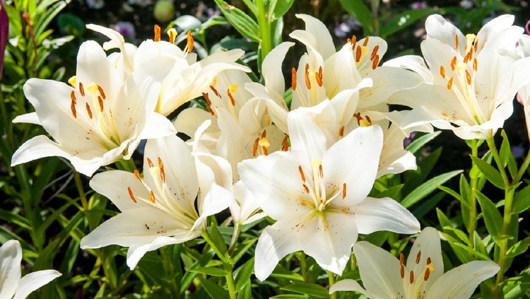 plant of flowering white liliesplant of flowering white lilies