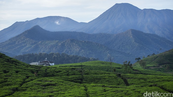 Pesona kebun teh dan pemandangan Gunung Gede Pangrango membuat betah berlama-lama sekedar melapas penat walau pademi belum usai sepenuhnya.