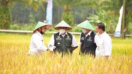 Mentan Kawal Panen & Gerakan Serap Gabah Petani di Sumsel