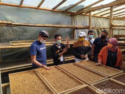 Melihat Wisata Edukasi Kopi di Lereng Gunung Sumbing Magelang