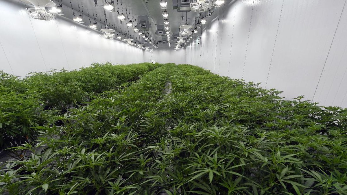 FOTO: Riang New York Rayakan Ganja Legal untuk Kesenangan