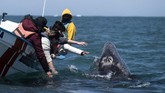 FOTO: Paus Abu Raksasa Kembali Sapa Turis di Meksiko Sekelompok paus abu raksasa menarik perhatian turis-turis yang sedang menikmati pemandangan di perairan Baja California, Meksiko, dari atas kapal.