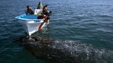 FOTO: Paus Abu Raksasa Kembali Sapa Turis di Meksiko Sekelompok paus abu raksasa menarik perhatian turis-turis yang sedang menikmati pemandangan di perairan Baja California, Meksiko, dari atas kapal.