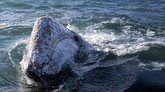 FOTO: Paus Abu Raksasa Kembali Sapa Turis di Meksiko Sekelompok paus abu raksasa menarik perhatian turis-turis yang sedang menikmati pemandangan di perairan Baja California, Meksiko, dari atas kapal.