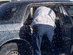 Hii.. Lupa Tutup Jendela, Mobil Ini Jadi Sarang Ribuan Lebah Dalam Sekejap