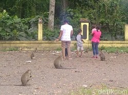 Unik! Rest Area Candi Batur yang Ramai Monyet dan Sarat Mitos