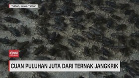 VIDEO: Cuan Puluhan Juta dari Ternak Jangkrik