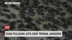 VIDEO: Cuan Puluhan Juta dari Ternak Jangkrik