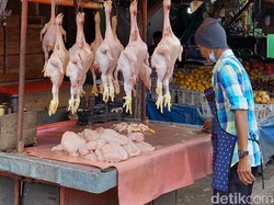 Terungkap! Ini Biang Kerok Harga Ayam Naik Terus, Bunda...