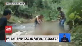 VIDEO: Pelaku Penyiksaan Satwa Monyet Simpai Ditangkap