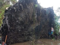 Lurah soal Pohon Tumbang Berdiri Lagi di Sumut: Jangan Percaya Mistis!