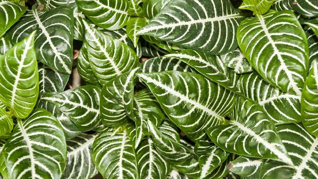Tanaman hias zebra merupakan tanaman hias yang memiliki corak daun seperti zebra. Berikut tips merawat tanaman hias zebra.