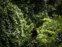 Polisi Australia Selamatkan 2 Pria Bugil yang Tersesat di Hutan