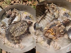 Video Masak Sup Daging Ular dan Kura-kura Ini Sukses Bikin Netizen Mual