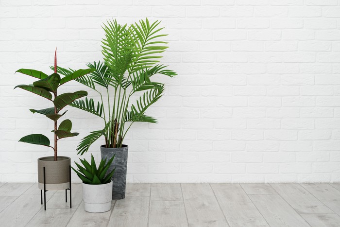 Concept of new apartment. Empty modern room with minimal interior, green natural houseplant in flower pot standing on floor against white brick wall with copy space