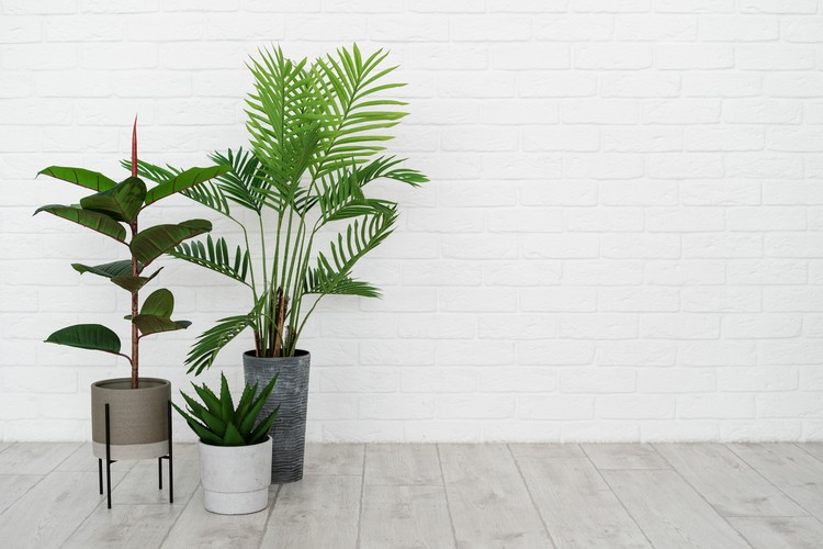 Tanaman hias palem Concept of new apartment. Empty modern room with minimal interior, green natural houseplant in flower pot standing on floor against white brick wall with copy space