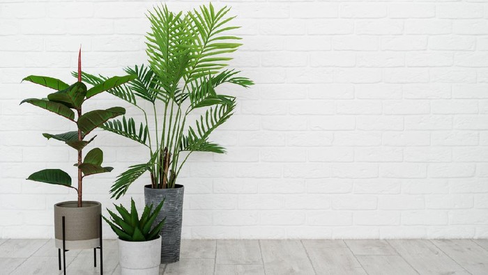 Concept of new apartment. Empty modern room with minimal interior, green natural houseplant in flower pot standing on floor against white brick wall with copy space