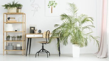 PHILODENDRON SAMPAI BAMBU HOKI