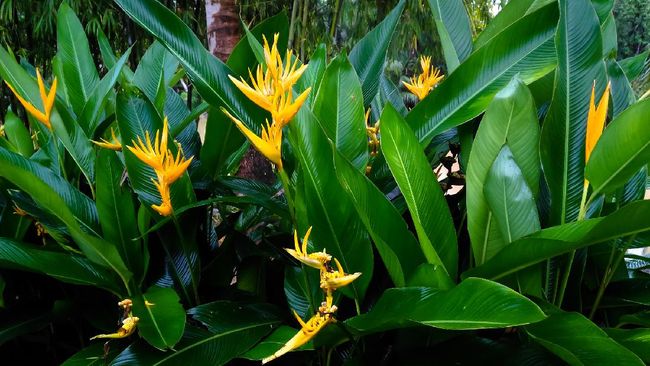 Tanaman pisang-pisangan bisa membuat rumah jadi lebih teduh dan cocok menjadi pagar hidup. Berikut jenis tanaman hias pisang-pisangan yang bisa jadi referensi.