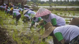 Mentan: Ada 8 Juta Petani Baru di Indonesia karena Pandemi