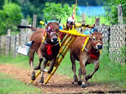 Mengenal Budaya Madura, Tradisi Unik dan Keindahan Kesenian Lokal