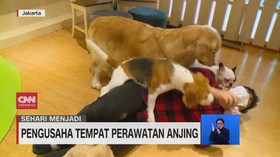 VIDEO: Sehari Menjadi Perawat Satwa Anjing