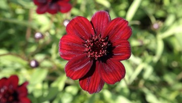 CHOCOLATE COSMOS HINGGA NIGHT RIDER LILY